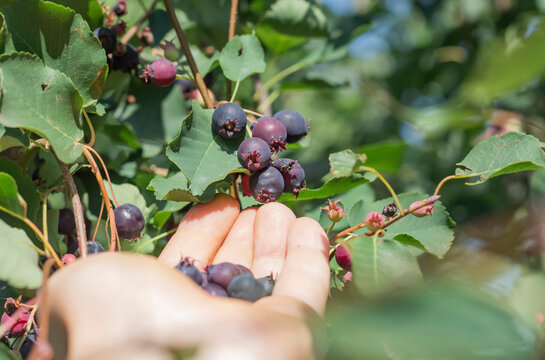 a bunch of delicious black fruits on an irga tree and picking berries in the palm of a woman , shadberry