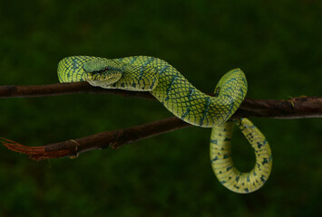Tropidolaemus subannulatus, Bornean keeled green pit viper is a venomous pit viper species native to Indonesia
