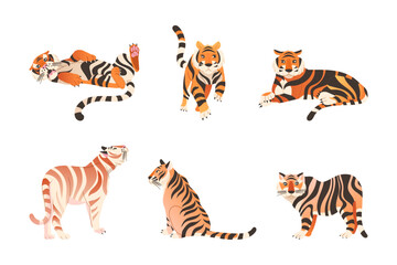 Obraz premium Adult Big Tiger with Striped White and Orange Fur as Largest Living Cat Species Vector Set