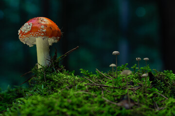 Fly agaric or Fly amanita (Amanita muscaria) is a basidiomycete of the genus Amanita.