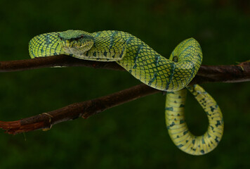 Tropidolaemus subannulatus, Bornean keeled green pit viper is a venomous pit viper species native to Indonesia
