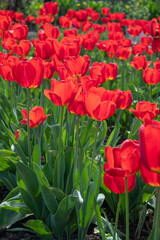 Field of red poppies, many red flowers against the background of green grass