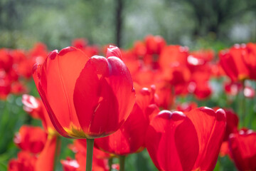 Field of red poppies, many red flowers against the background of green grass