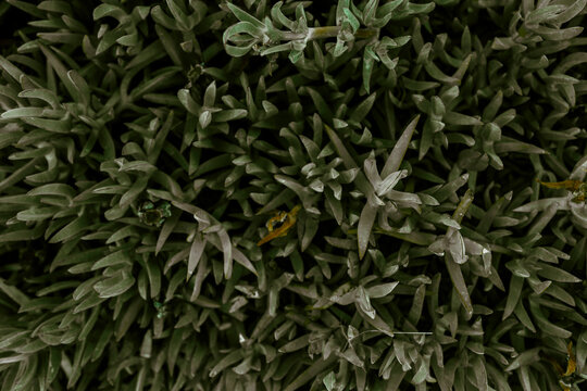 Close-up view of Carpobrotus edulis