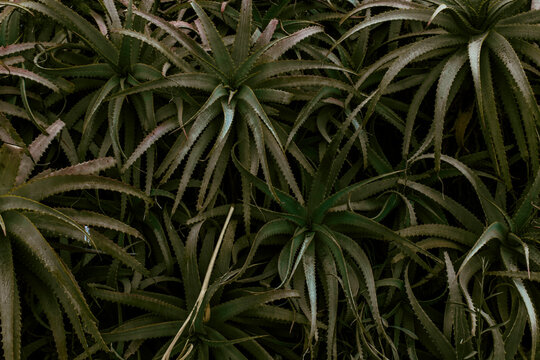 Close-up of aloe vera plants