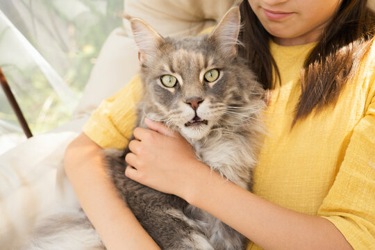 Maine Coon cat with girl on hanging chair
