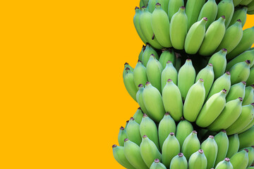 Bunch of cultivated bananas or organic bananas plantation isolated on yellow background with clipping path.