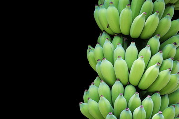 Bunch of cultivated bananas or organic bananas plantation isolated on black background with clipping path.