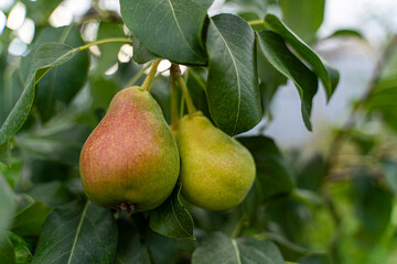 Pears on a branch. Vegetable background macro texture copyspace. Good quality photos