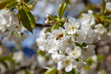 Close up view of working honeybee on white flower of sweet cherry tree. Collecting pollen and nectar to make sweet honey.