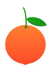 Grapefruit. A whole grapefruit and a cut. Vector stock illustration.