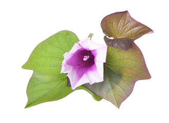 Purple flower and leaves of sweet potato (ipomoea batatas) on isolated white background