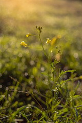Yellow flower on a green meadow in the morning in Poland
