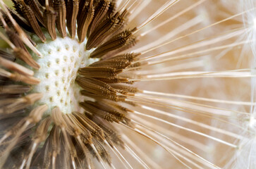Dandelion seeds. Close-up. Soft focus