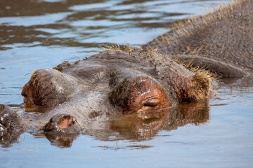 portrait d'un hippopotame en gros plan