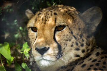portrait d'un guépard en gros plan
