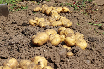 Fresh organic potatoes in the field, harvesting potatoes from the soil.concept of food cultivation. selective focus