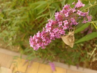 budleja (buddleja L.)  ©  Przyroda 