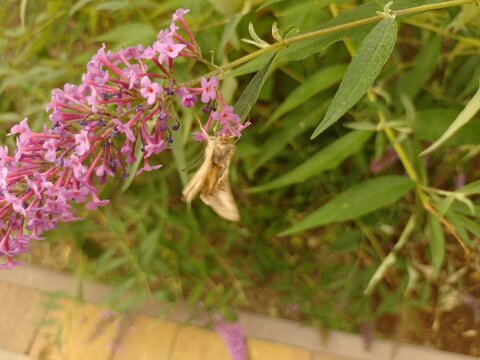 budleja (buddleja L.) 