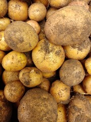 ziemniaki zebrane z pola