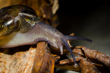 Close up photograph of snail on dry leaf in the garden during the day