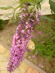 budleja (buddleja L.)  ©  Przyroda 