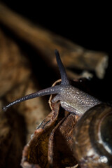 Close up photograph of snail on dry leaf in the garden during the day