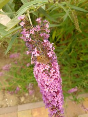 budleja (buddleja L.)  ©  Przyroda 