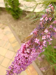 budleja (buddleja L.)  ©  Przyroda 