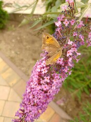 budleja (buddleja L.)  ©  Przyroda 