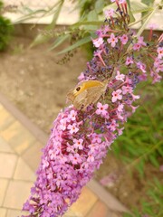 budleja (buddleja L.)  ©  Przyroda 