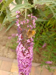 budleja (buddleja L.)  ©  Przyroda 