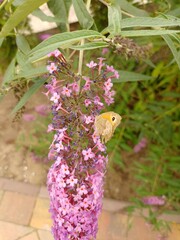 budleja (buddleja L.)  ©  Przyroda 