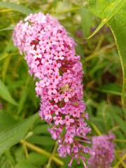 budleja (buddleja L.)  ©  Przyroda 