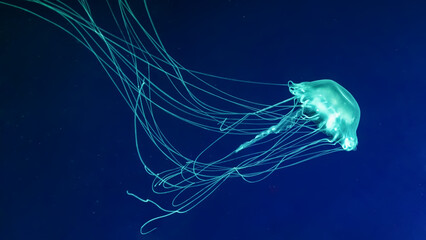 Fluorescent jellyfish swimming underwater aquarium pool. The Atlantic sea nettle chrysaora quinquecirrha in blue water, ocean. Theriology, tourism, diving, undersea life. - obrazy, fototapety, plakaty