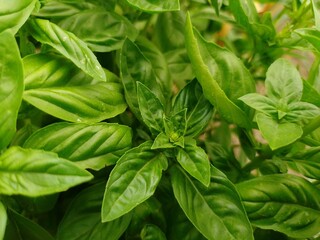 bazylia (ocimum basilicum L.)
