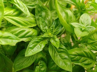 bazylia (ocimum basilicum L.) ©  Przyroda 