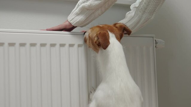Cold winter in europe households, rising costs of gas and electricity, woman and dog freezing in living room,controling temperature on heating radiator