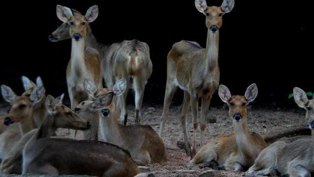 barasingha or swamp deer looking at the camera at the zoo. Swamp deer is a deer species distributed in the Indian subcontinent.