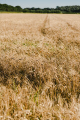 Champ de blé dur, Camargue, France.