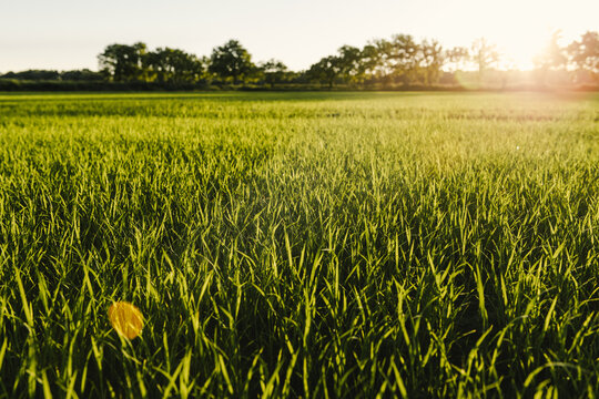 Rizi&egrave;re le soir en Camargue, France.