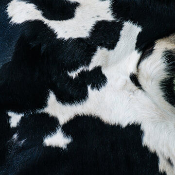 Square image of a cow hide texture. It has a black color with white spots.