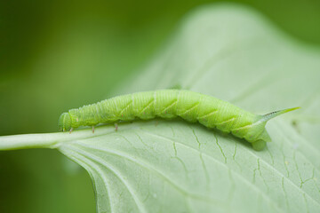 green caterpillar or worm eating leafs,the pests eat and damage.