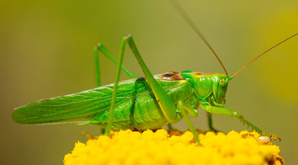 Green grasshopper on a yarrow flower. Large marsh grasshopper, Stethophyma grossum, a critically endangered insect typical of wet grasslands and swamps.