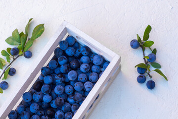 Fresh sloe berry
