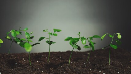 Green seedlings. Nature fragility. Sustainable earth. Young sprouts growing in fertile soil on light dark background.