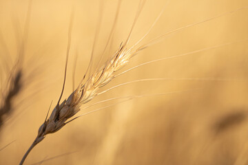 Obraz premium Wheat field on a sunny day. Grain farming, ears of wheat close-up. Agriculture, growing food products.