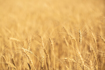Wheat field on a sunny day. Grain farming, ears of wheat close-up. Agriculture, growing food products.