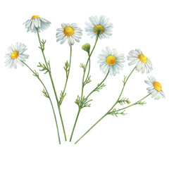 Set with white Matricaria chamomilla flowers (chamomile, kamilla, scented mayweed, whig plant, mother's daisy). Watercolor hand drawn painting illustration, isolated on white background.