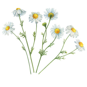 Set with white Matricaria chamomilla flowers (chamomile, kamilla, scented mayweed, whig plant, mother's daisy). Watercolor hand drawn painting illustration, isolated on white background.